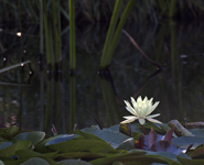 Water Lily 0561